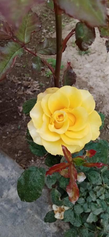 La Vina De Oscar Konuk evi Nuevo Imperial Dış mekan fotoğraf