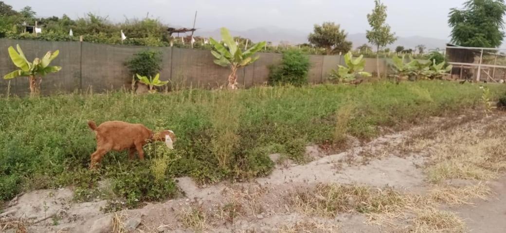 La Vina De Oscar Konuk evi Nuevo Imperial Dış mekan fotoğraf
