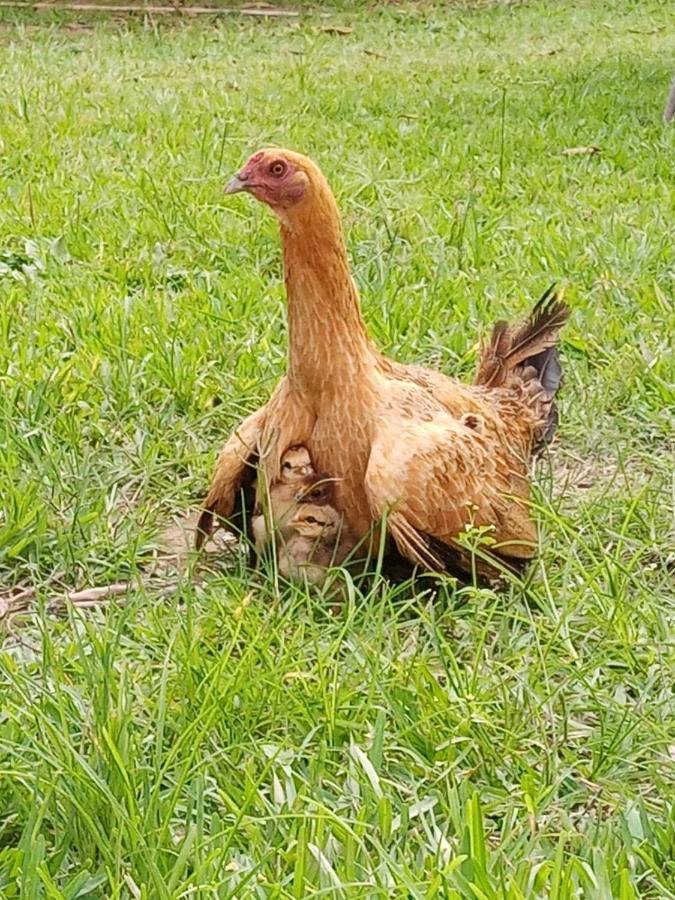 La Vina De Oscar Konuk evi Nuevo Imperial Dış mekan fotoğraf